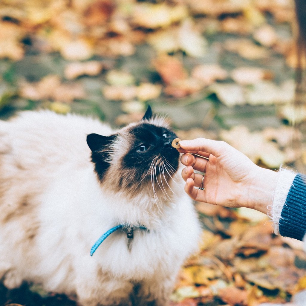 A Himalayan cat eating a treat outdoors surrounded by fallen leaves