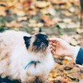 A Himalayan cat eating a treat outdoors surrounded by fallen leaves.