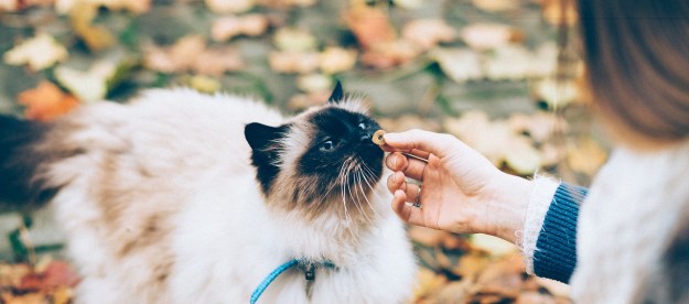 A Himalayan cat eating a treat outdoors surrounded by fallen leaves