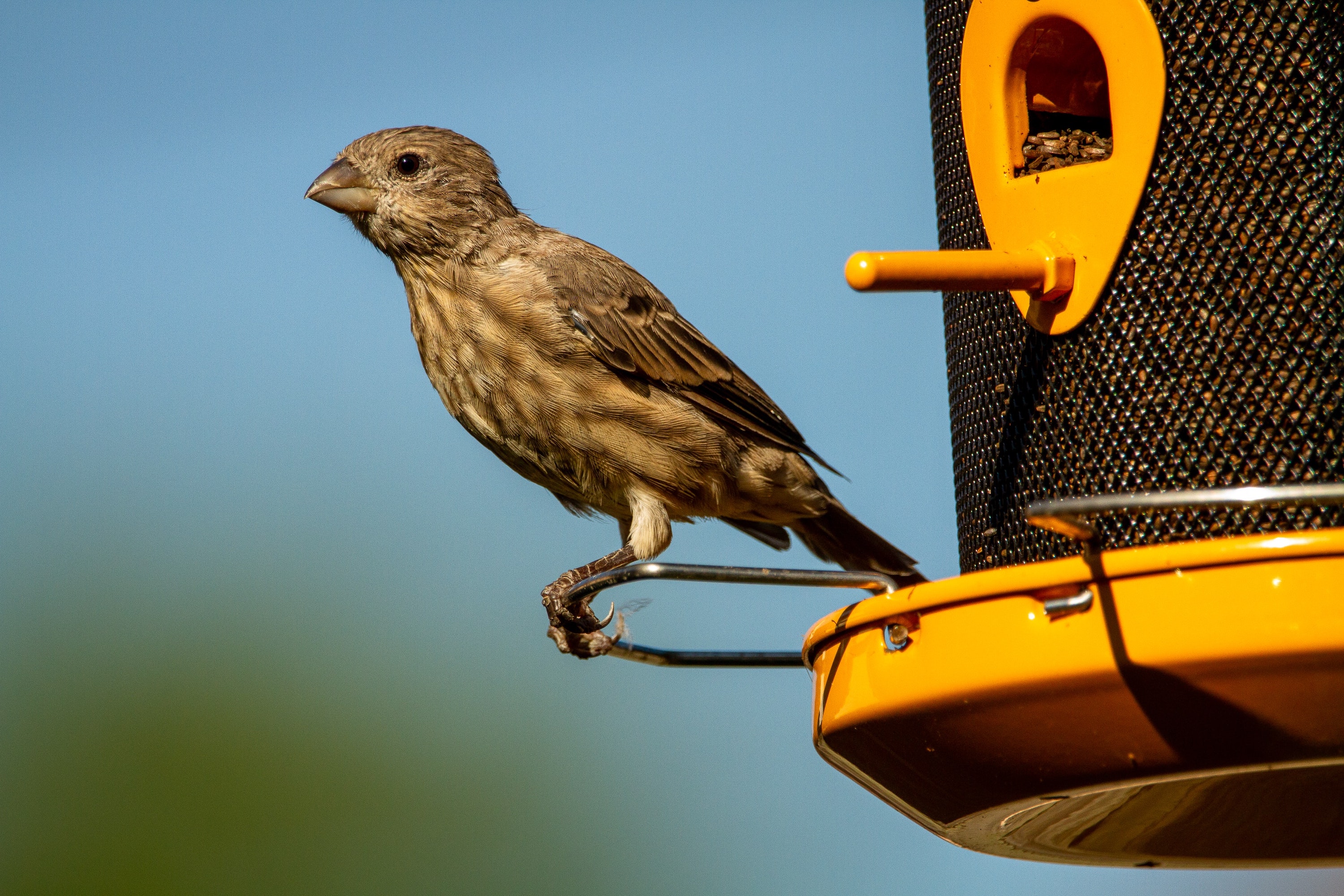 House finch eats at nyger feeder