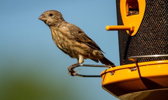 House finch eats at nyger feeder
