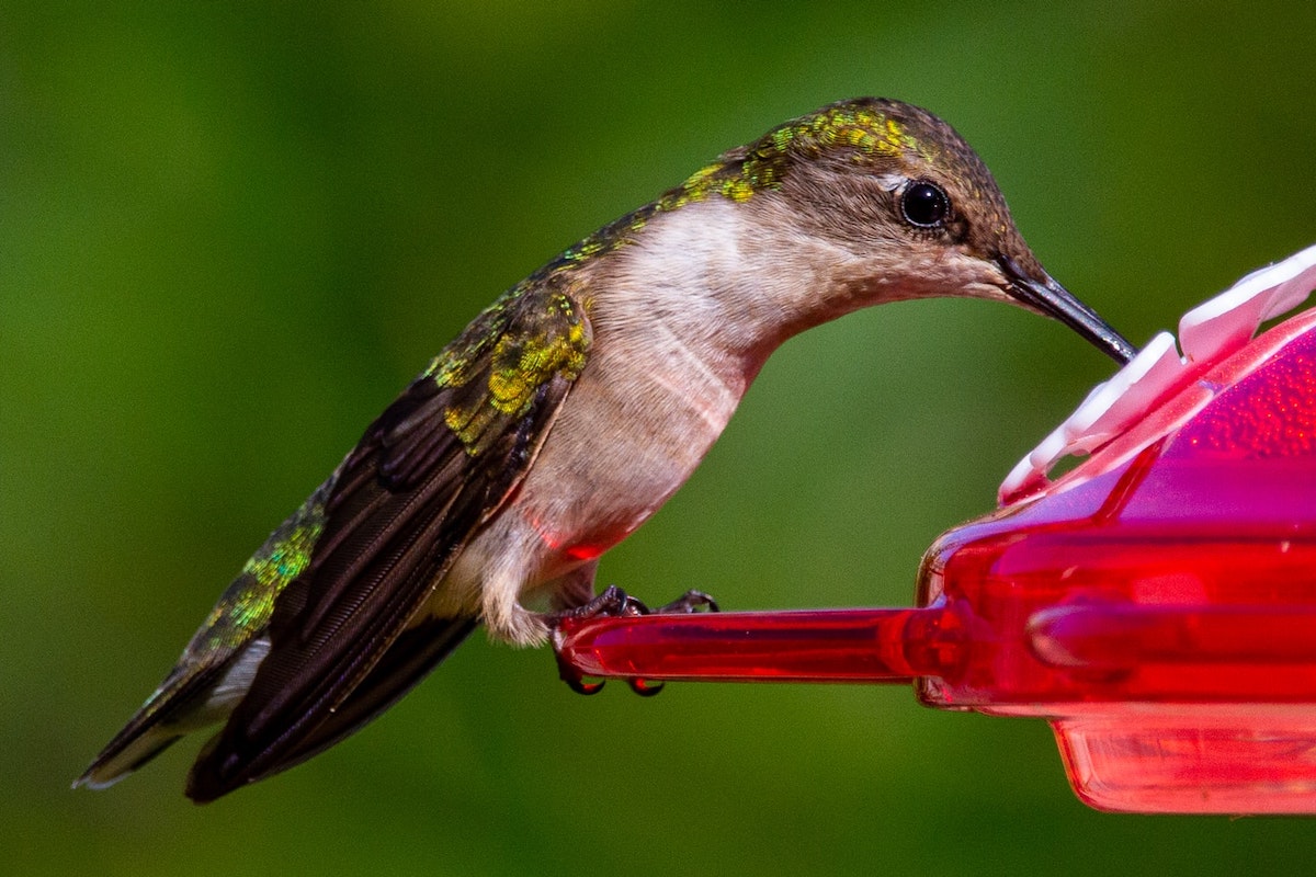 Hummingbird drinks from red feeder