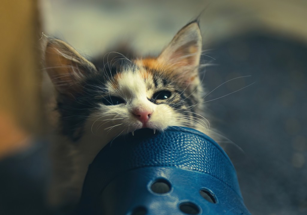 Kitten biting the toe of a blue Croc shoe