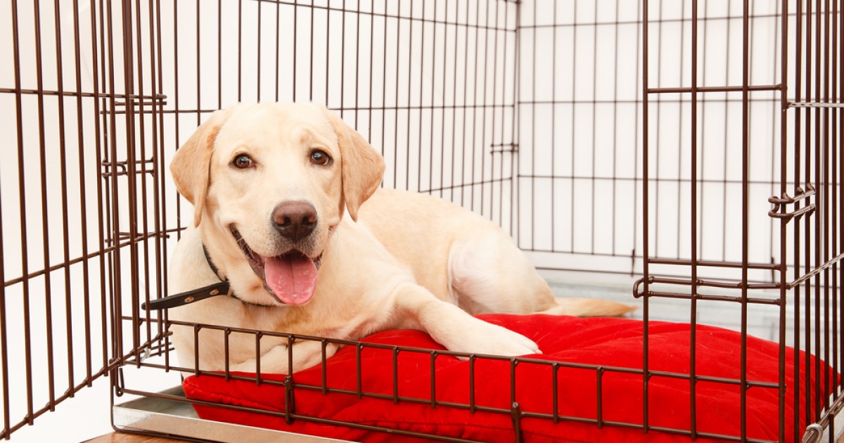 Is Crate Training Necessary? Pros/Cons for Both Arguments PawTracks