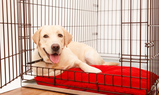 A yellow Labrador retriever puppy lying on a red bed inside a wire crate.
