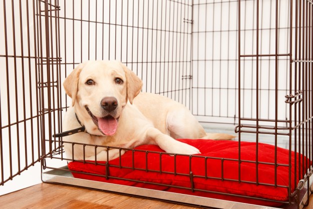 A yellow Labrador retriever puppy lying on a red bed inside a wire crate.