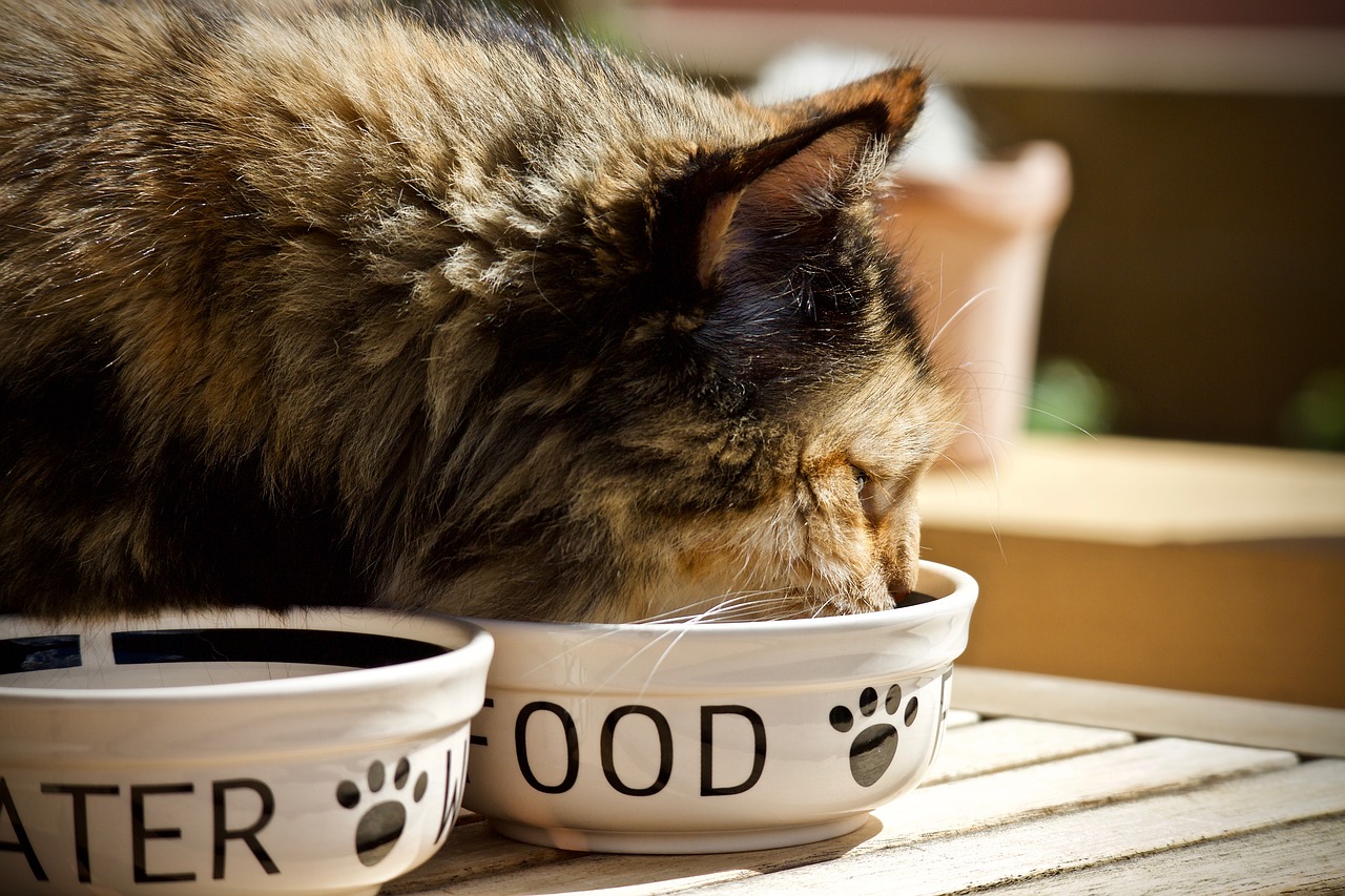 A long-haired calico cat eating and drinking