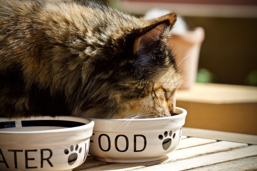 A long-haired calico cat eating and drinking.