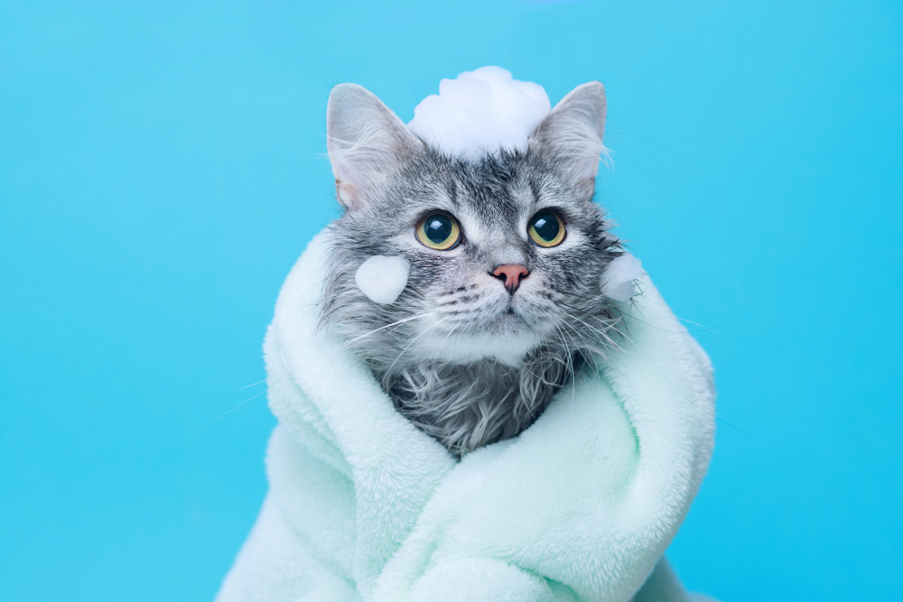 CatSafe Shampoo Brands That Pet Owners Love PawTracks