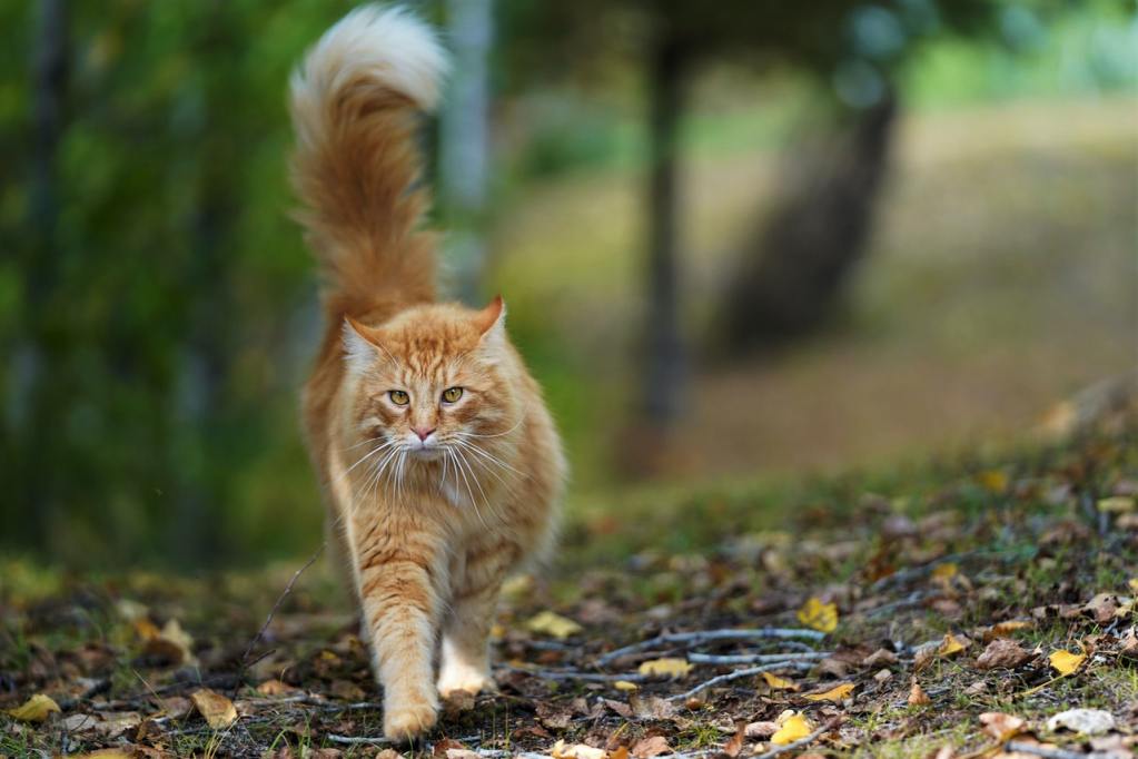 Miškingoje vietovėje vaikšto ilgaplaukė oranžinė katė.