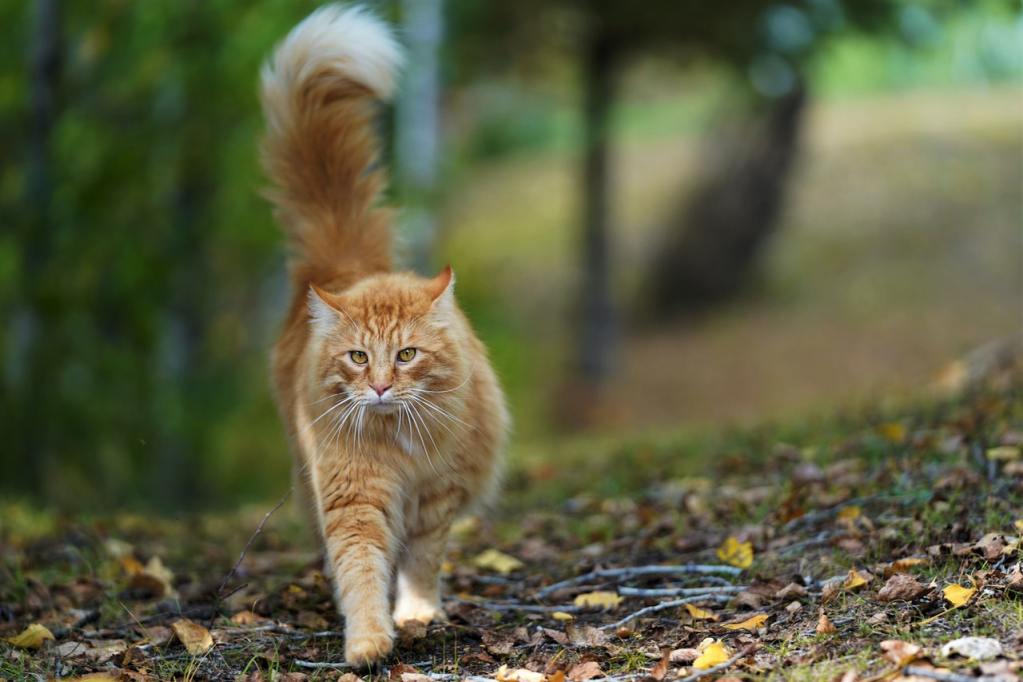 A long-haired orange cat walks through a wooded area.