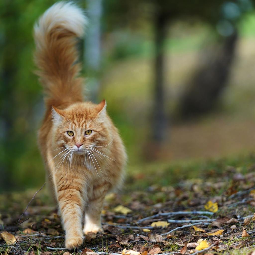 A long-haired orange cat walks through a wooded area.