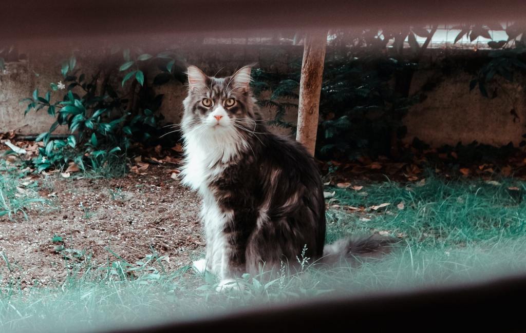 A Maine Coon cat sits outside in a yard surrounded by fallen leaves.