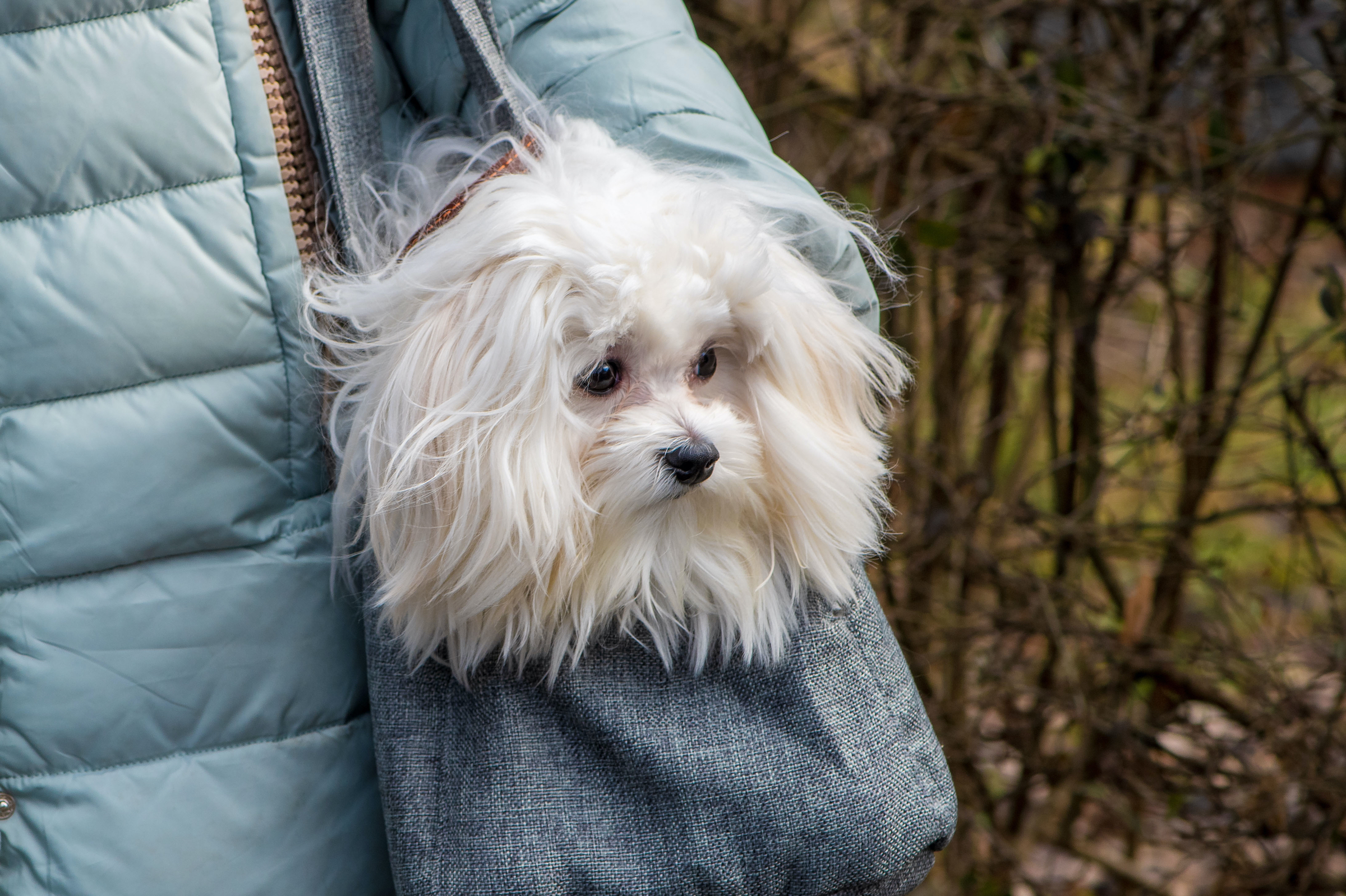 Is your small dog anxious? When to be worried PawTracks