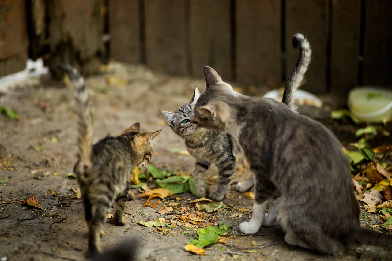 A striped mama cat with her two kittens.