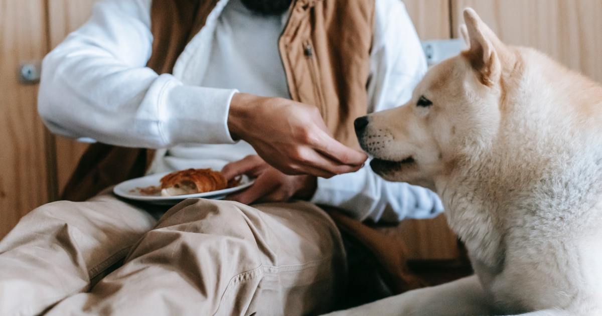 Šie 10 toksiškų maisto produktų yra kenksmingi šunims