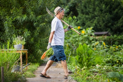 Man holds carrots and a rake in his garden
