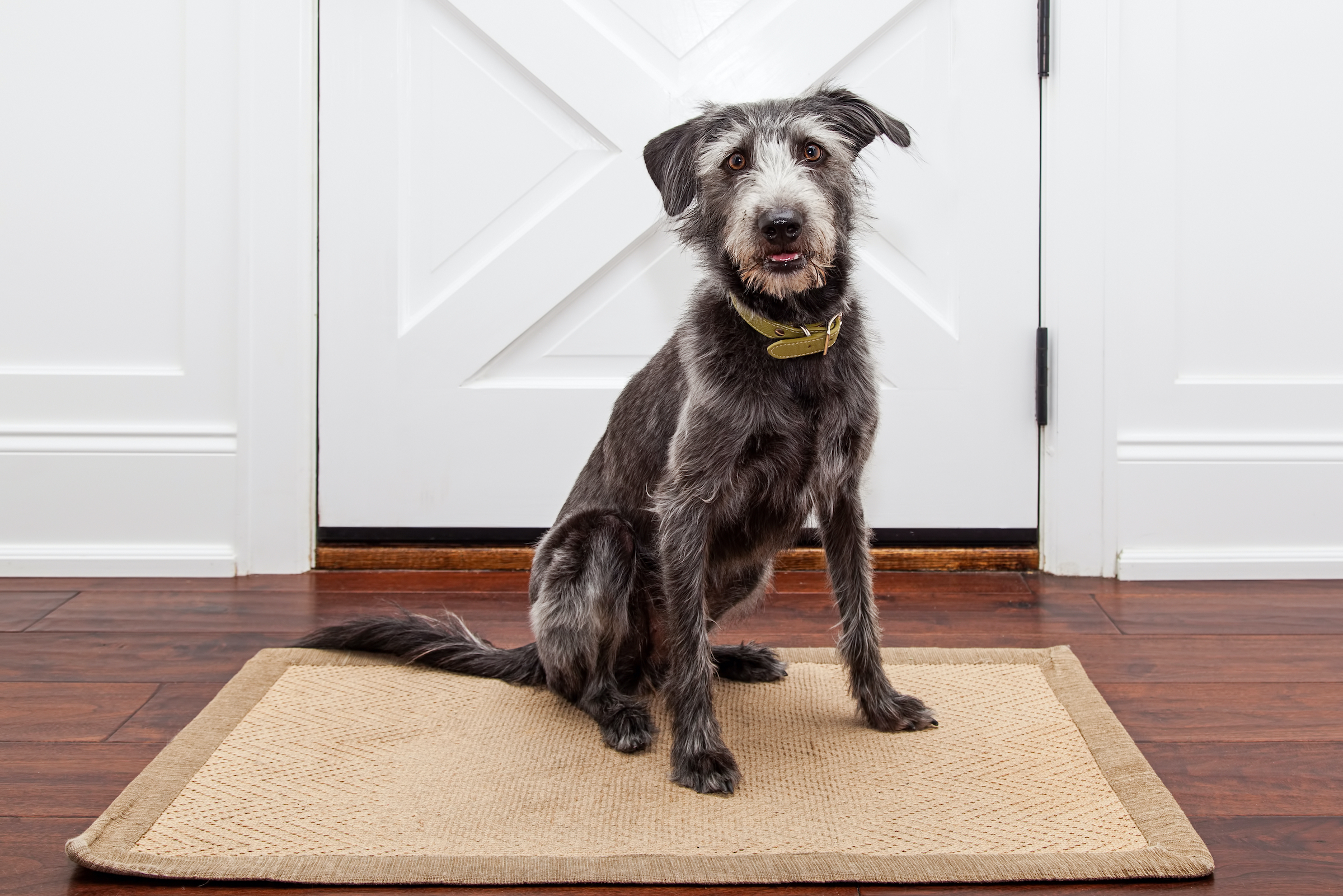 Mixed breed dog sitting in front of a door in her home