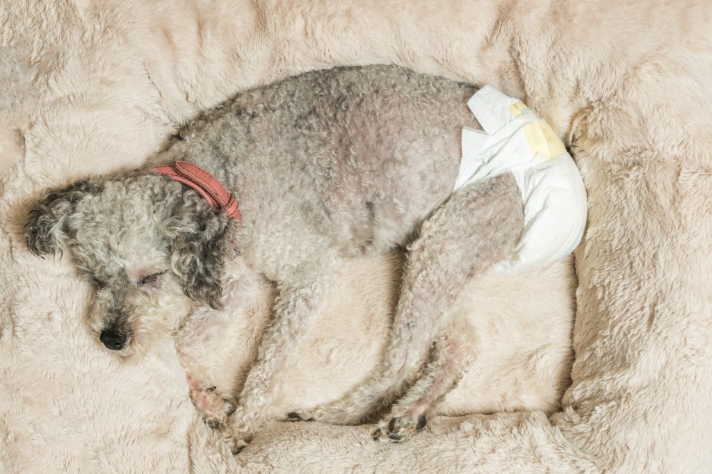 A Yorkshire terrier poodle mix dog wears a diaper and sleeps in a fluffy bed