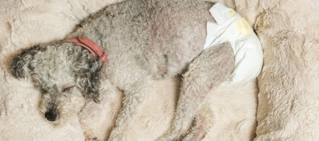 A poodle mix wears a diaper and sleeps in a fluffy bed