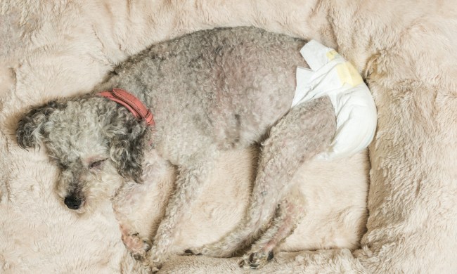 A Yorkshire terrier poodle mix dog wears a diaper and sleeps in a fluffy bed