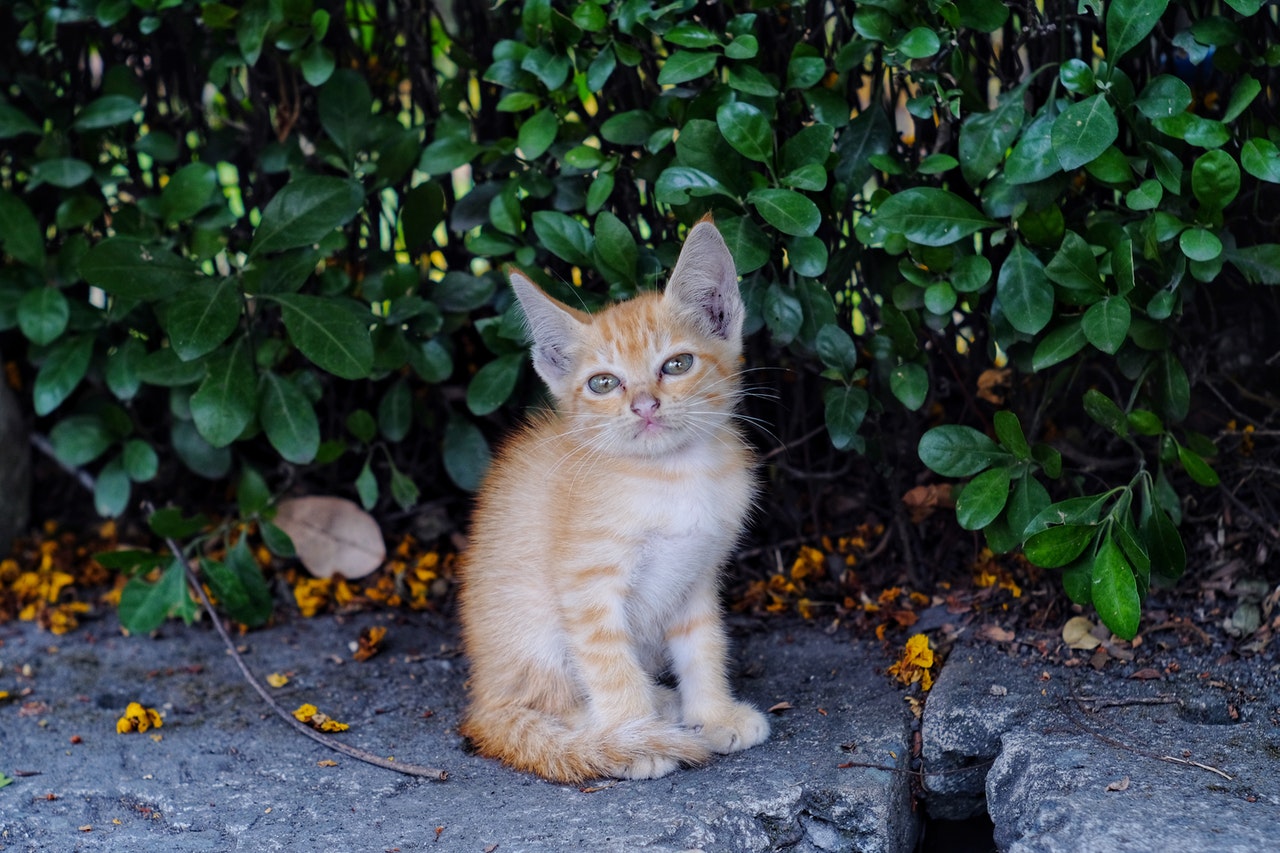 A tiny orange tabby kitten sits on a sidewalk in front of a hedge.