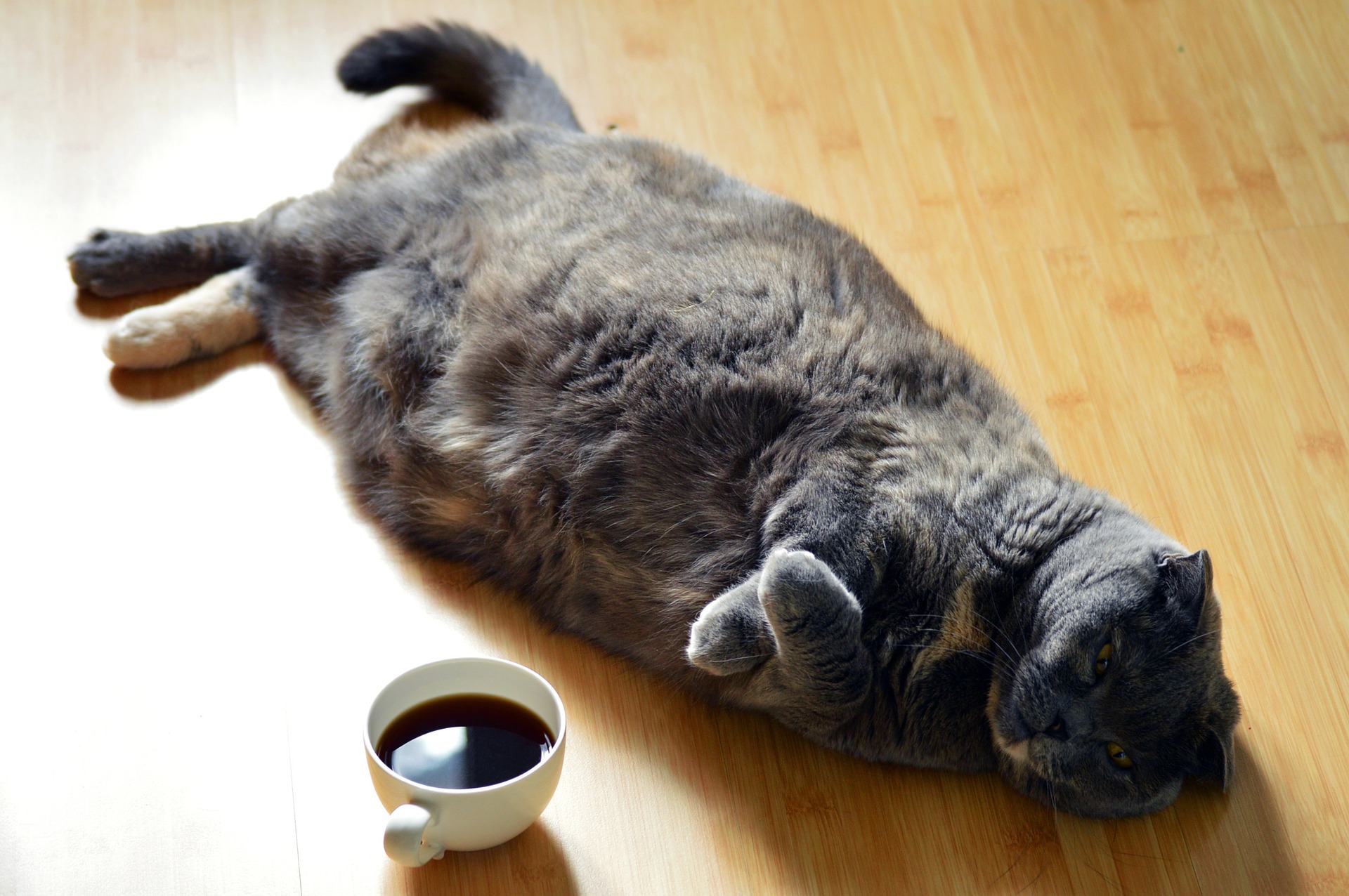 Overweight grey cat lying on its back next to a cup of coffee
