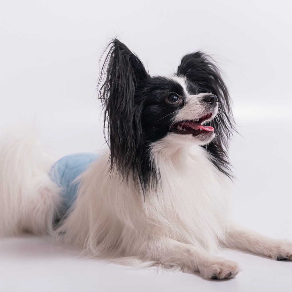 A Papillon dog wearing a diaper sits in front of a background