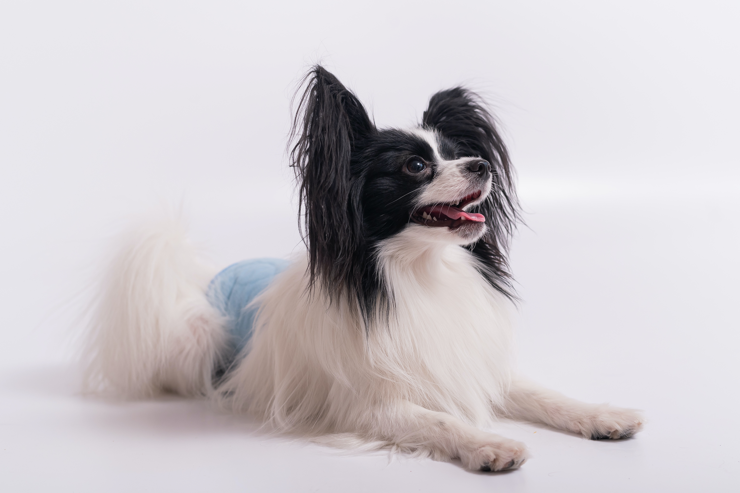 A Papillon dog wearing a diaper sits in front of a background