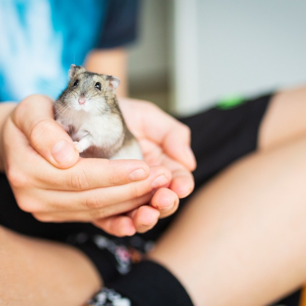 Person holds hamster in their hands while sitting