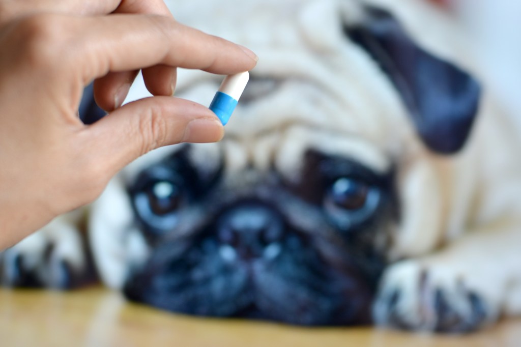 Someone's hand holds a pill in front of a pug