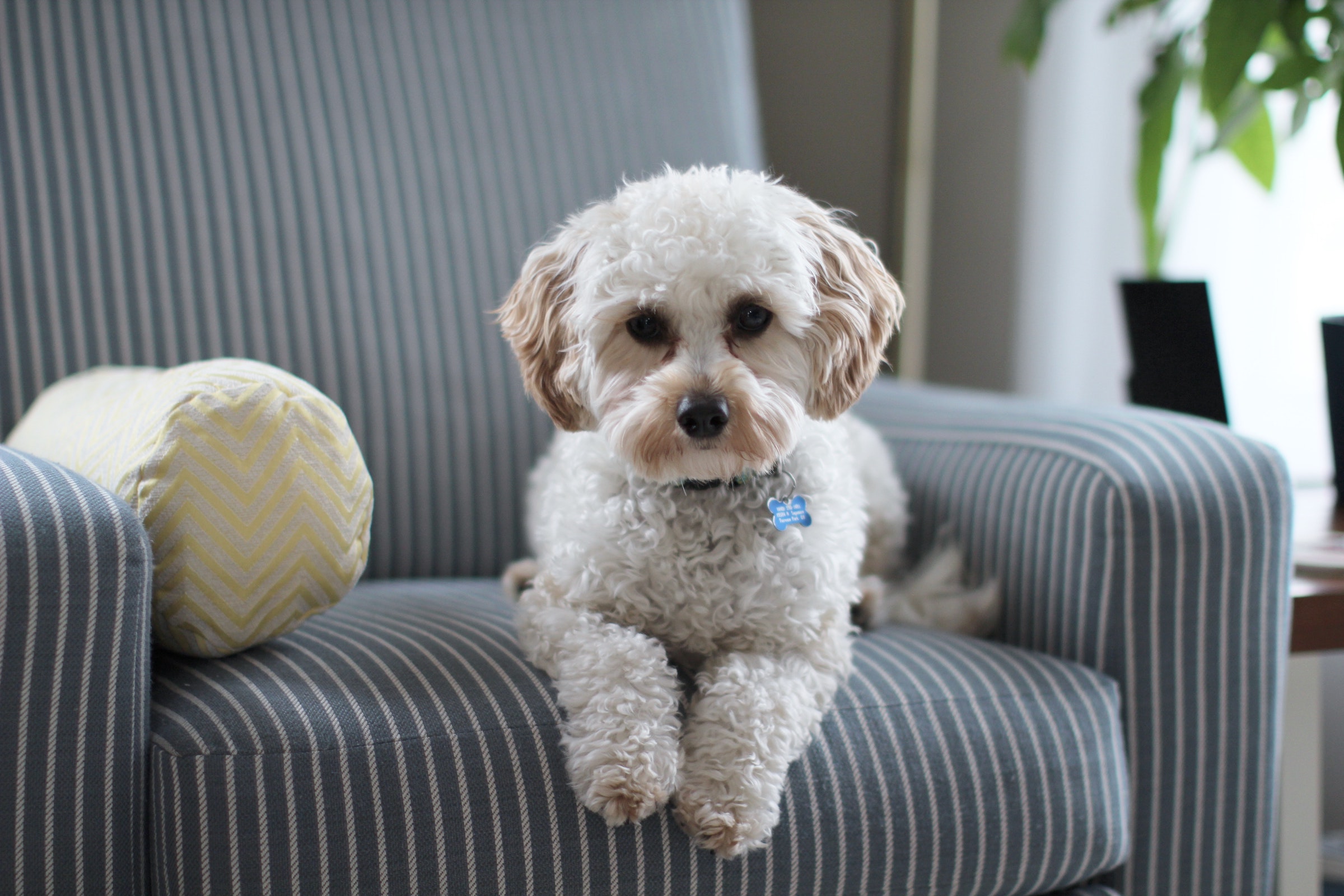 A poodle mix dog sits on an armchair