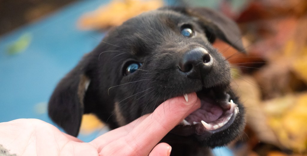 Pup biting on a finger