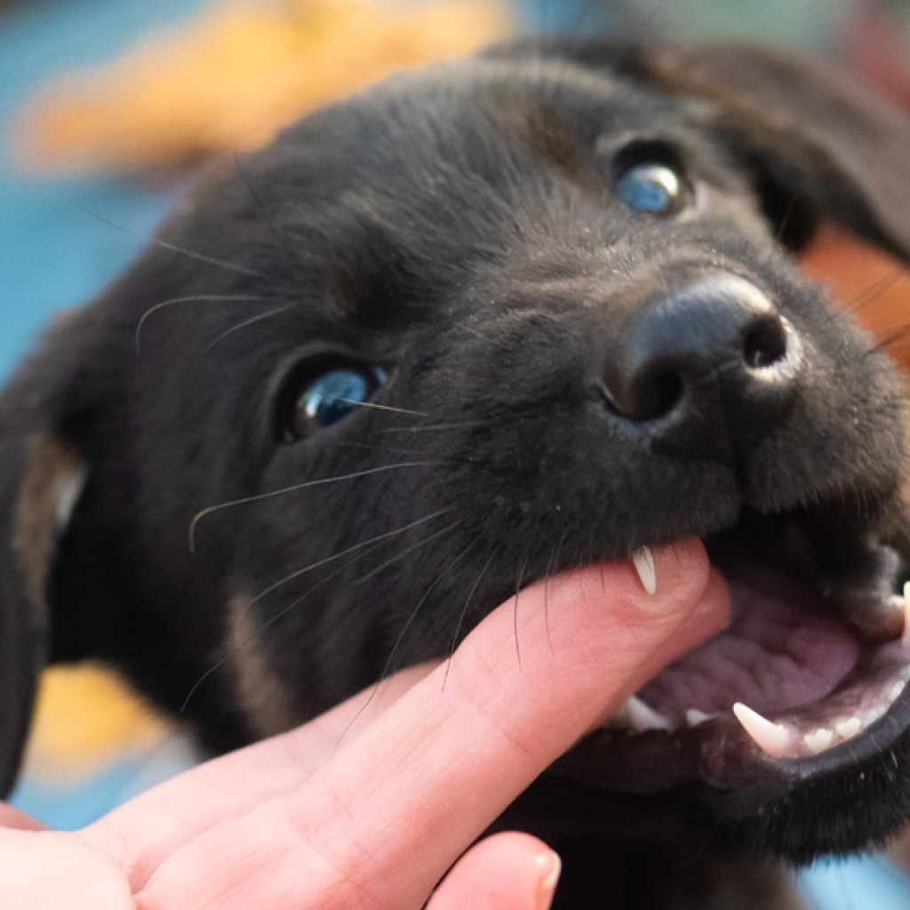Pup biting on a finger