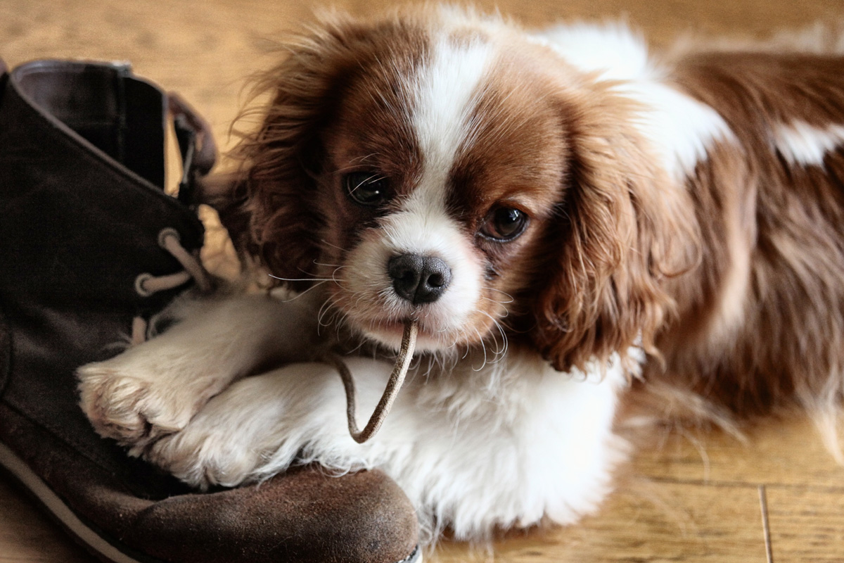 Pup chewing on boot laces.