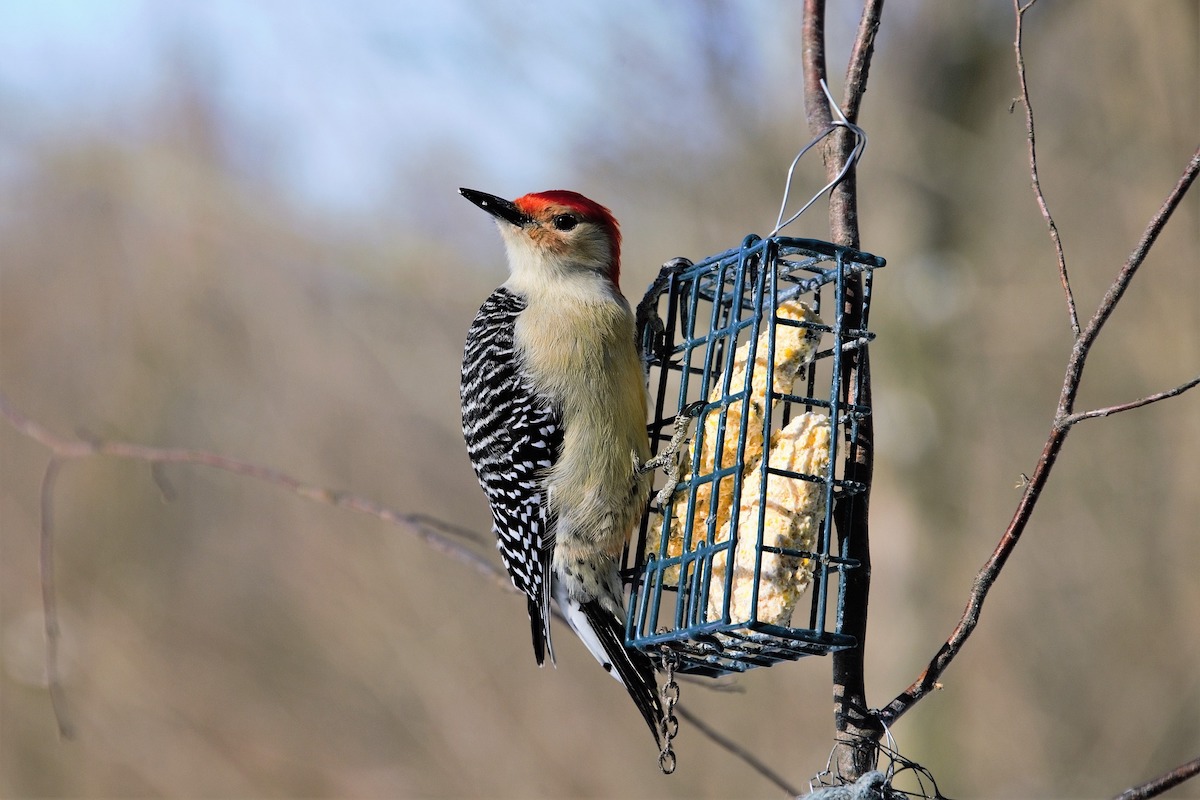 Red-bellied woodpecker eats at a suet feeder
