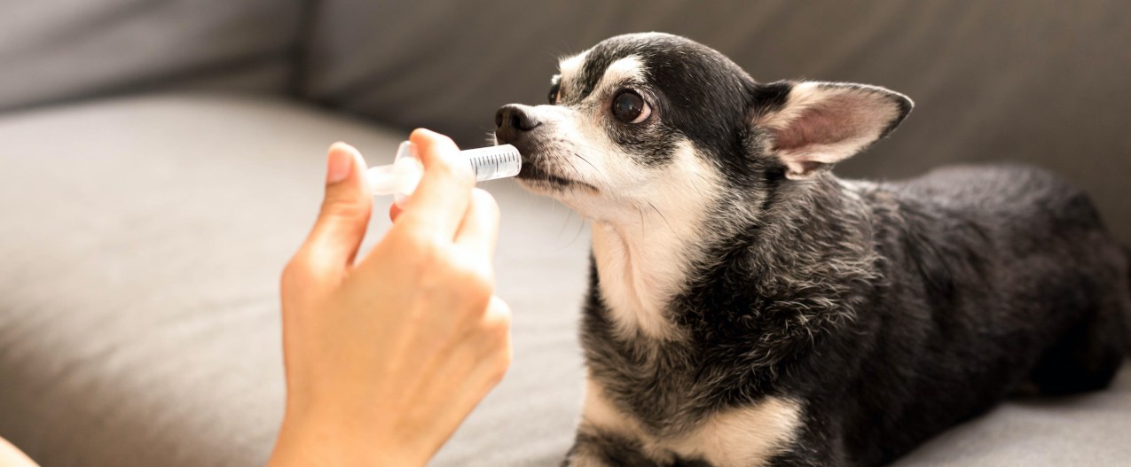 A senior Chihuahua takes medication in a plastic syringe