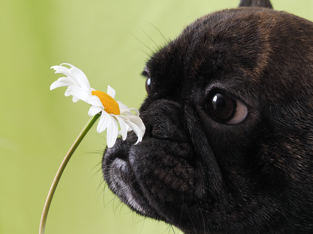 black bulldog smelling daisy