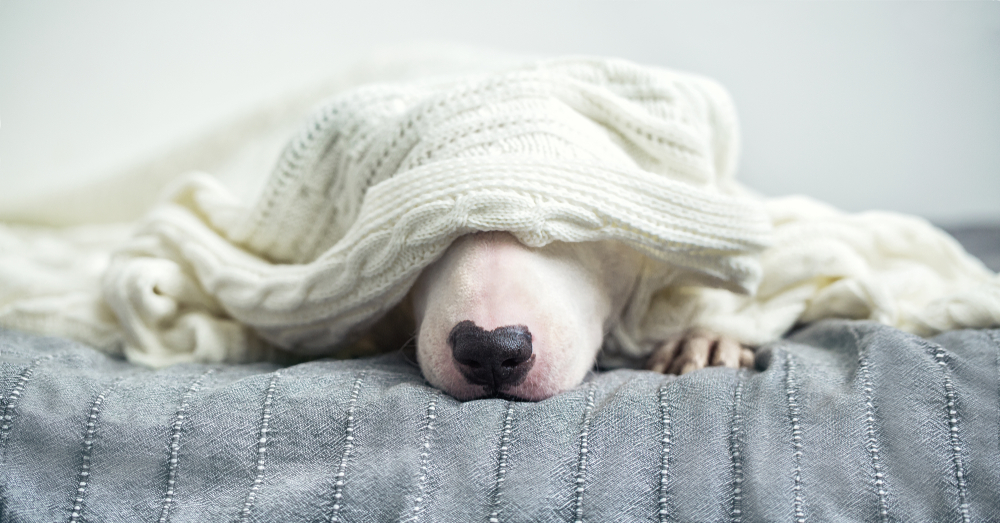 Dog in bed with white blanket over his head
