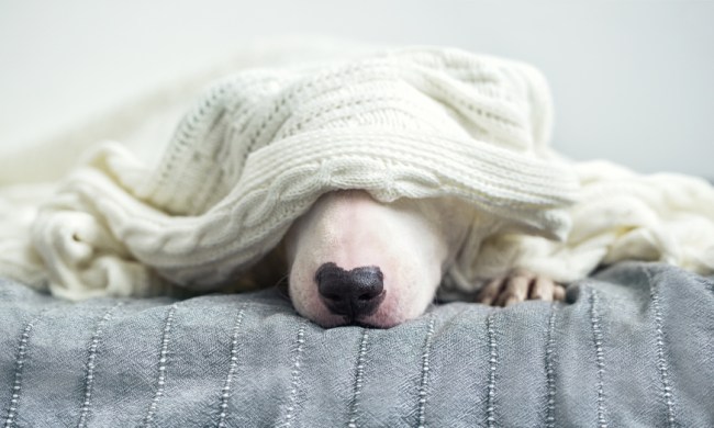 Dog in bed with white blanket over his head