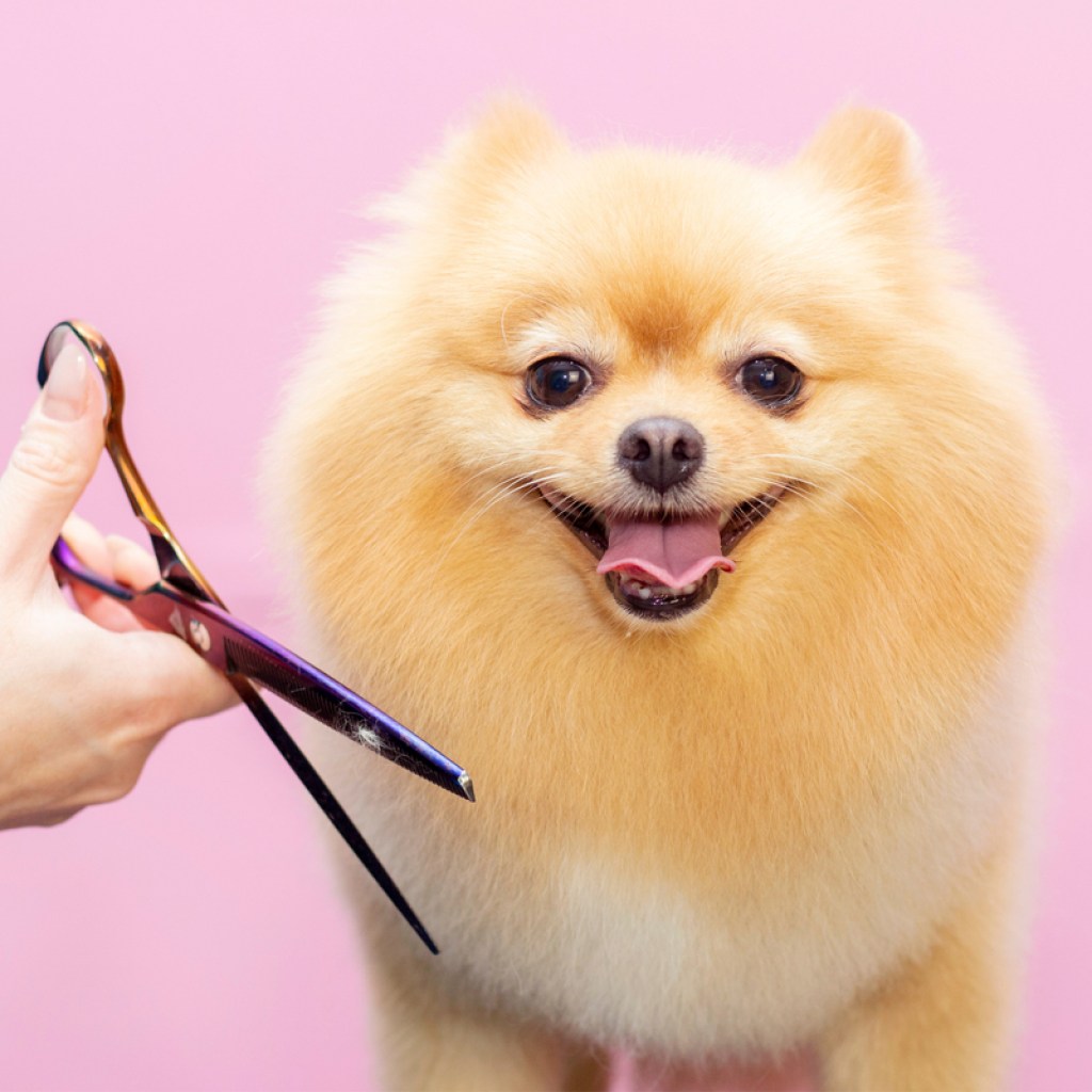 Pom getting groomed