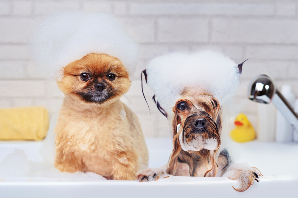 two dogs in bathtub with bubbles