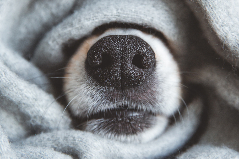 black dog nose in gray blanket