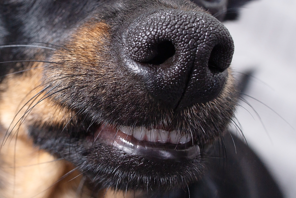 Closeup of a dog nose and smile