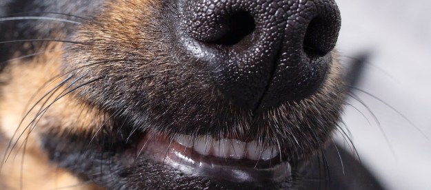 Closeup of a dog nose and smile