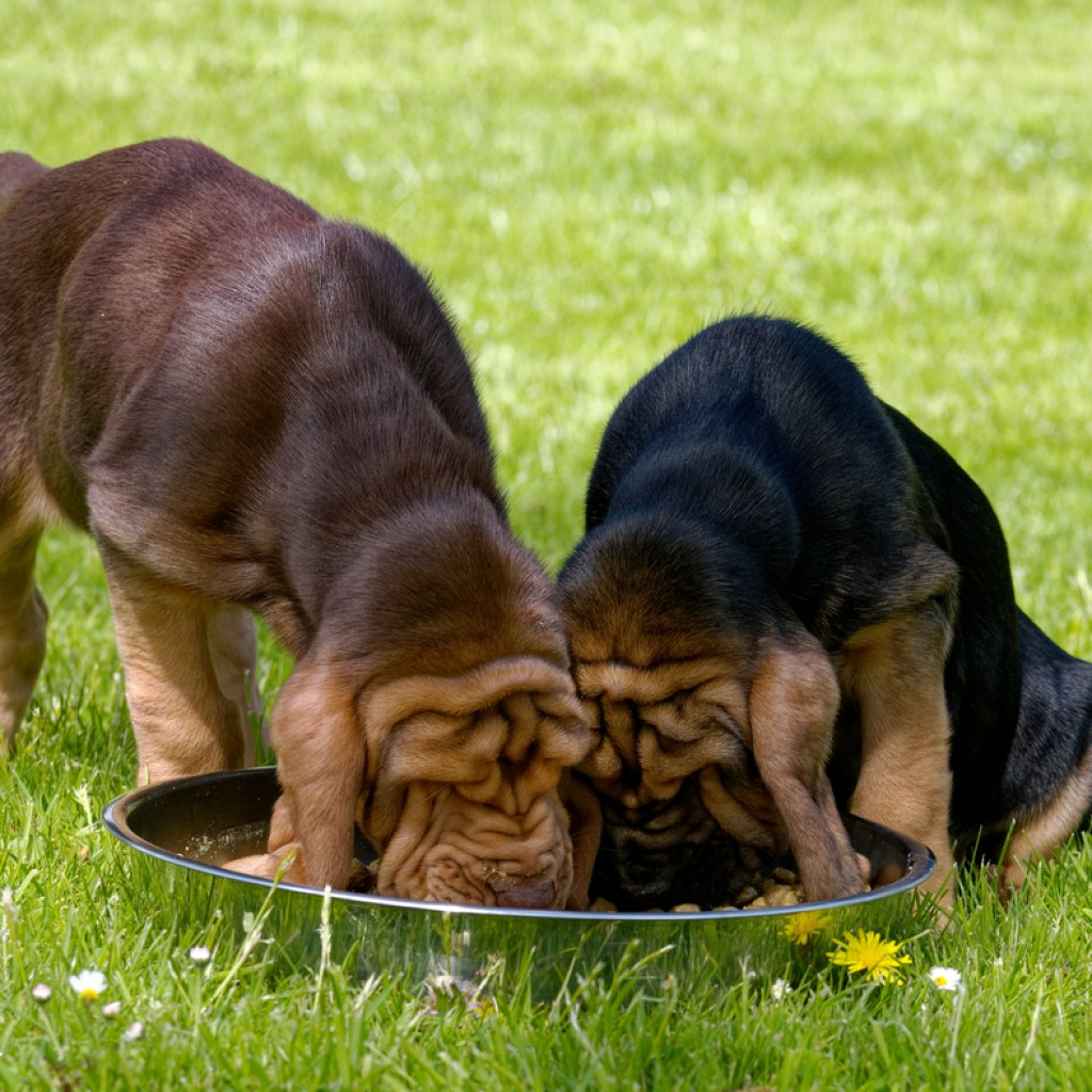 bloodhound puppies eating together