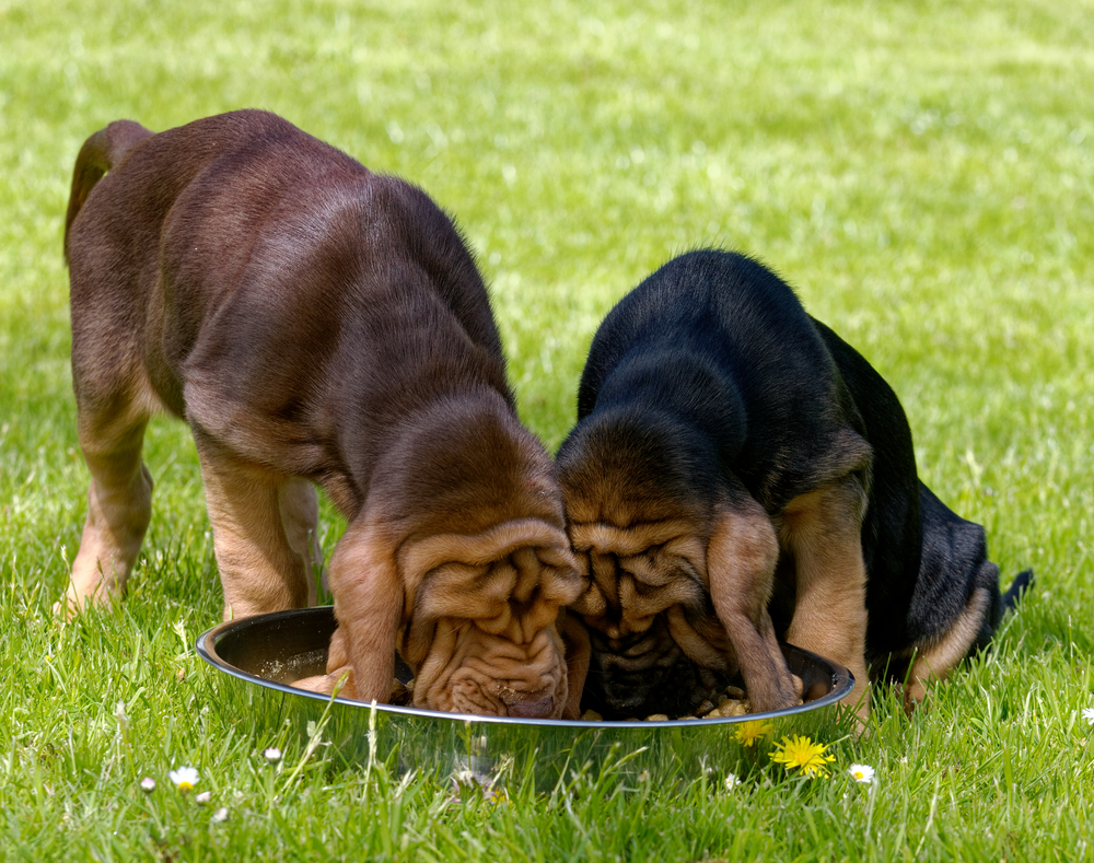 bloodhound puppies eating together