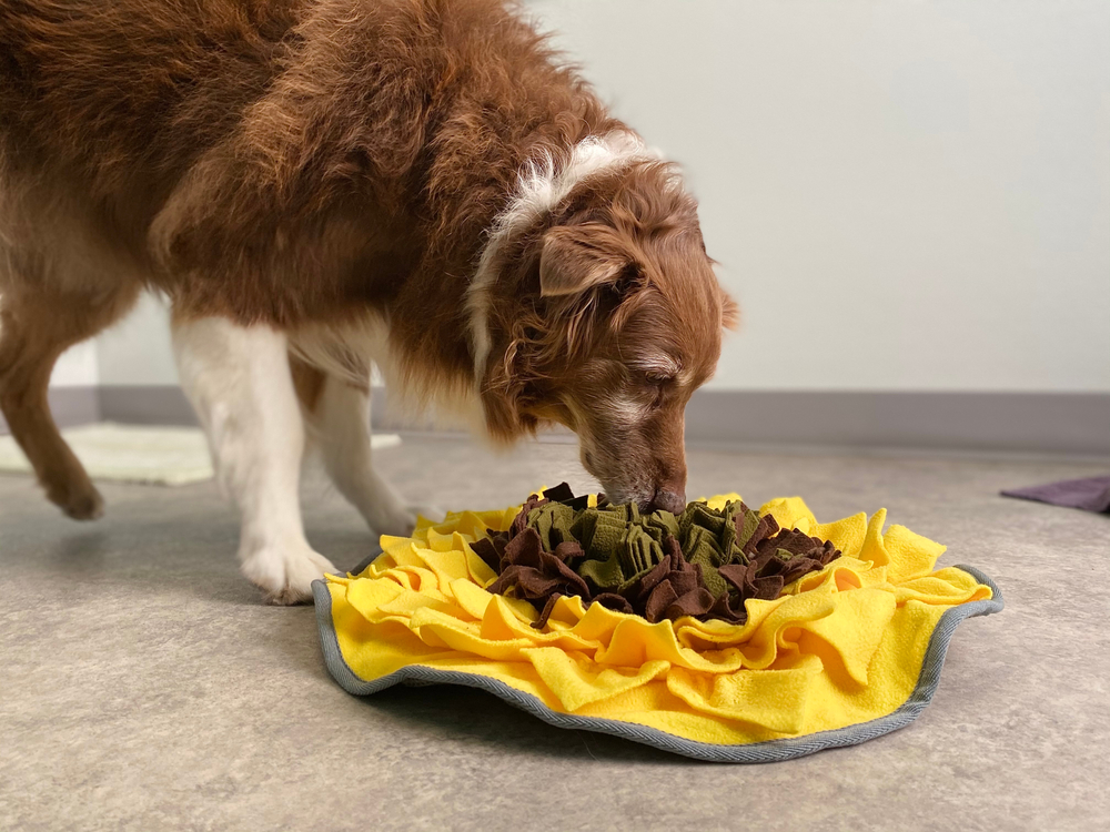 These Dog Treat Puzzles Will Keep Larger Dogs Happy PawTracks