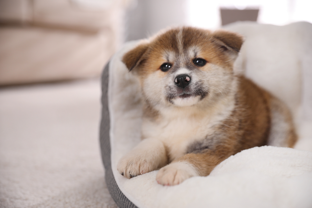 akita puppy in dog bed