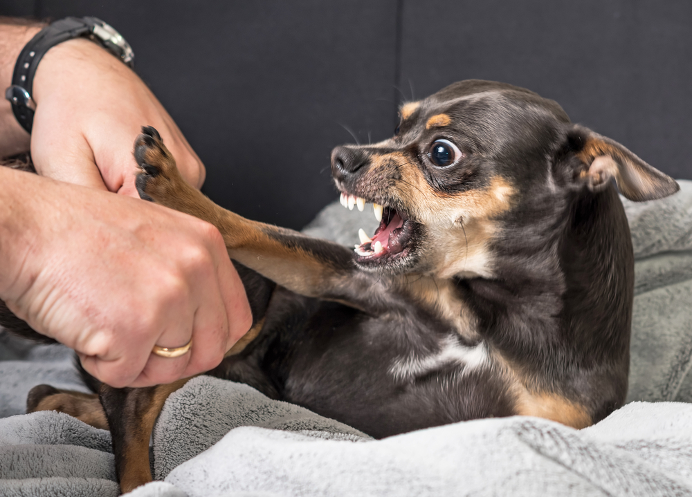 mažas šuo, atidengiantis dantis ir žmogaus rankas